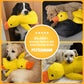 Calming Duck™ - Anti-Stress-Ente